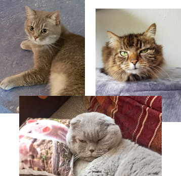 Katzen_Gruppenbid
